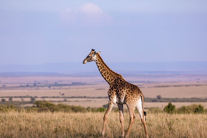 7 Days Best of Kenya Wildlife Safari - How the daily timing works, and how to make it easier on yourself
