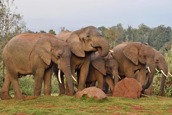 7 Days Breathtaking Kenya Wildlife Private Safari - Day 4 at Lake Nakuru: Nyahururu Falls En Route and a Sunset Game Drive
