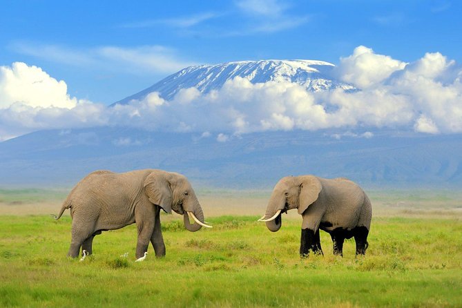 7 Days Breathtaking Kenya Wildlife Private Safari - Day 6 Maasai Mara All Day: Mara River Timing and Optional Masai Village