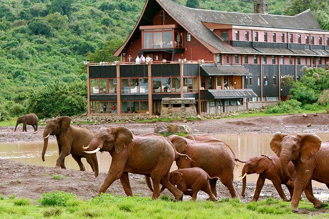 7 Days Breathtaking Kenya Wildlife Private Safari - Day 2 in Amboseli: Early Morning Game Drive and Kilimanjaro’s Light Shift