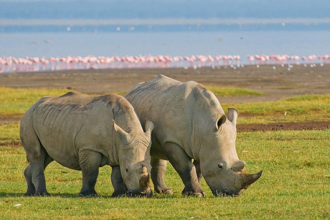 7 days Group Safari Masai Mara Lake Nakuru Hells gate & Amboseli - Nairobi start, complimentary night, and the first easy win