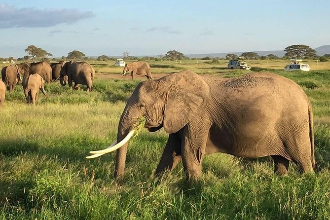7 Days Into the Wild Wonder : Lodge Safari with Private 4x4 JEEP - Day 3 to Lake Nakuru, rhinos, flamingos, and bird life