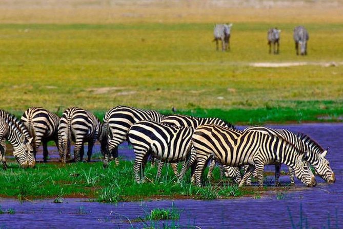 7 Days Into the Wild Wonder : Lodge Safari with Private 4x4 JEEP - Day 6 full day in Amboseli, watering holes and long spotting time