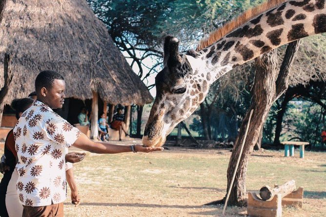 7 Days Kenya Luxury Safaris - Masai Mara NR, Amboseli NP and Lake Nakuru NP - Key highlights worth your attention
