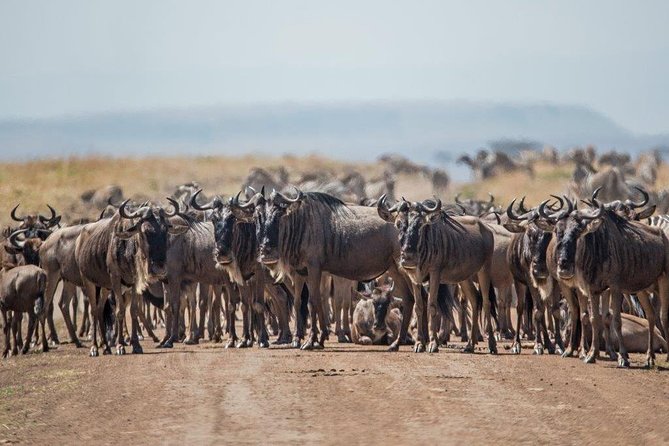 7 Days Kenya Luxury Safaris - Masai Mara NR, Amboseli NP and Lake Nakuru NP - Amboseli National Park: Kilimanjaro Views Plus Two Game-Drive Days