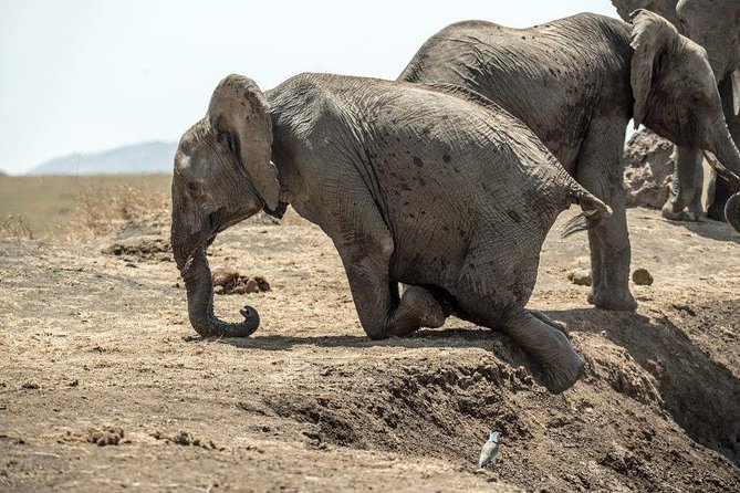 7 Days Kenya Luxury Safaris - Masai Mara NR, Amboseli NP and Lake Nakuru NP - Maasai Mara Arrival: Evening Game Drive First Touch