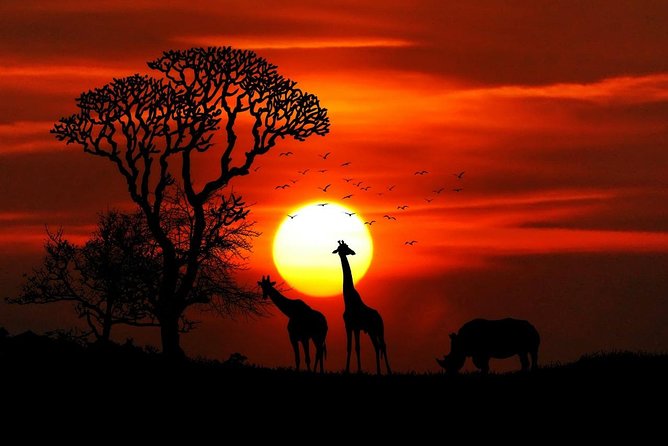 7 Days Kenya Luxury Safaris - Masai Mara NR, Amboseli NP and Lake Nakuru NP - Day 1 in Nairobi: Arrival Without Stress