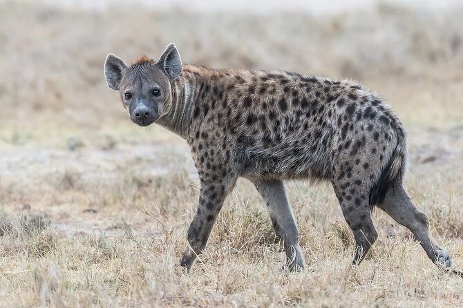 7-Days Kenya Safari Samburu, Aberdare, Lake Nakuru, & Maasai Mara - Nairobi pickup and the logistics that keep your brain free