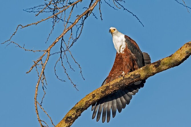 7-Days Kenya Safari Samburu, Aberdare, Lake Nakuru, & Maasai Mara - Day 3 to Aberdare National Park: switch to forest canopy lodge viewing