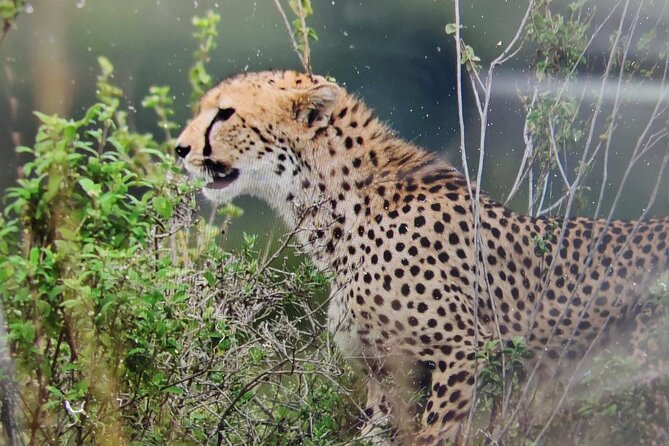 7 Days Kenyan Safaris - Key things that make this safari feel different
