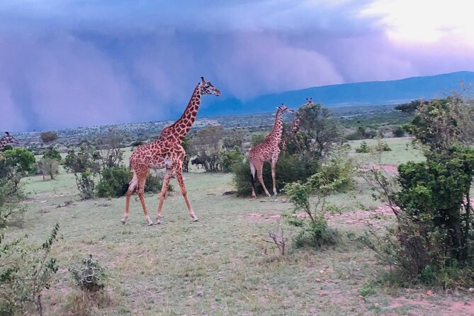 7 Days Kenyan Safaris - Hot air balloon morning: the one you plan around weather