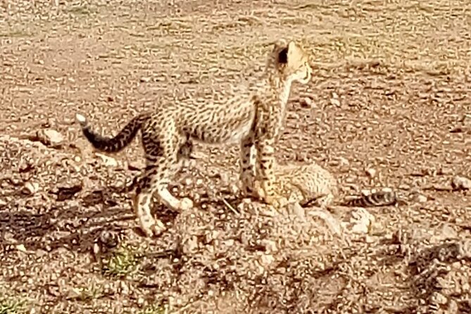 7 Days Kenyan Safaris - Price and what you actually get for $1,550
