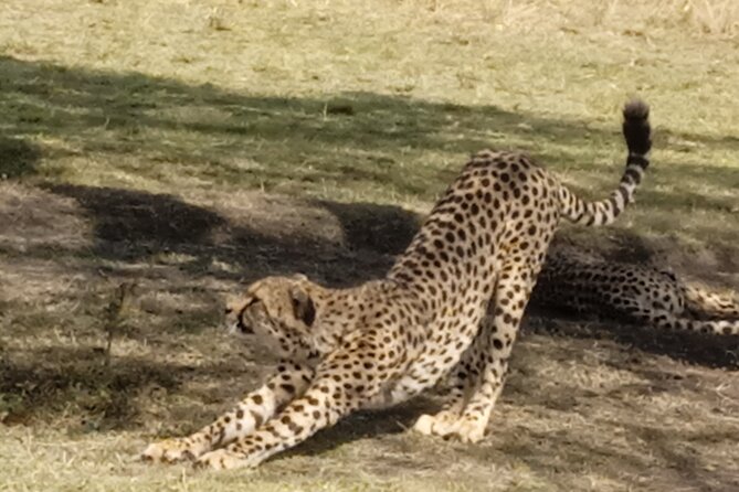 7 Days Kenyan Safaris - Maasai Mara: early light game viewing plus a real Maasai village stop