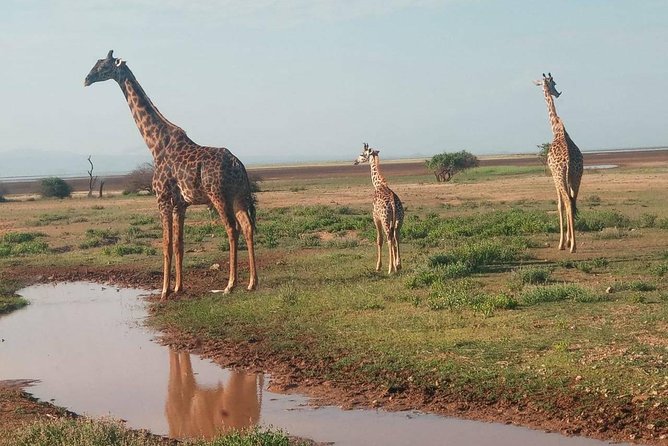 7 Days maasai mara - lake nakuru - lake naivasha- amboseli safari. - A 7-Day Kenya Circuit That Starts in Nairobi and Hits Four Headliners