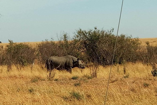 7 Days maasai mara - lake nakuru - lake naivasha- amboseli safari. - Amboseli Days 5 and 6: Elephant and Hippo Swamp Grounds, Plus Kilimanjaro If You Get Lucky