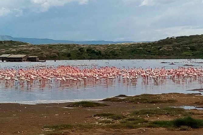 7 Days maasai mara - lake nakuru - lake naivasha- amboseli safari. - Your Guide Matters: Boniface and Lawrence in the Best Possible Way