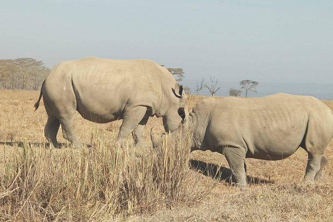 7 Days maasai mara - lake nakuru - lake naivasha- amboseli safari. - Maasai Mara Days 1 and 2: Evening Drive, Hippo Pool Picnic, and Maasai Culture