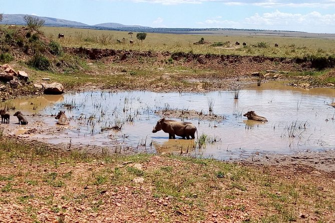 7 Days Maasai Mara, Lakes Nakuru, Naivasha & Amboseli Group Tour - Day 1 in Maasai Mara: First Evening Drive and Miti Mingi Eco Camp
