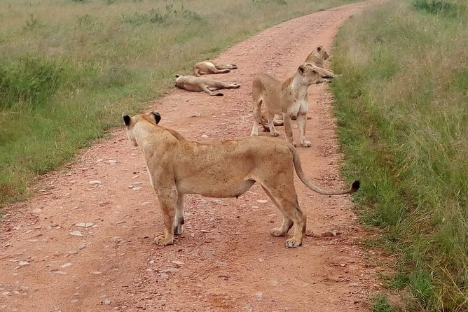 7 Days Maasai Mara, Lakes Nakuru, Naivasha & Amboseli Group Tour - Day 3 Mara to Nakuru: Early Safari, Rift Valley Views, and a Budget Hotel Night