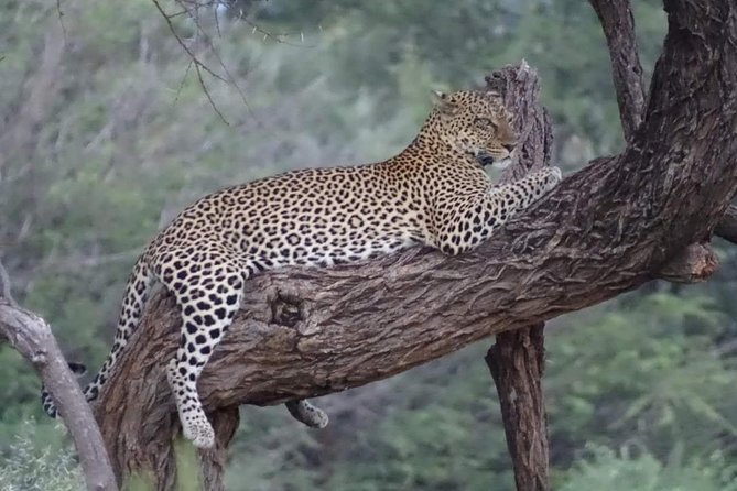 7 Days Maasai Mara National park , Amboseli parks and Nakuru safaris - Why This 7 Day Park Loop Is a Smart Choice