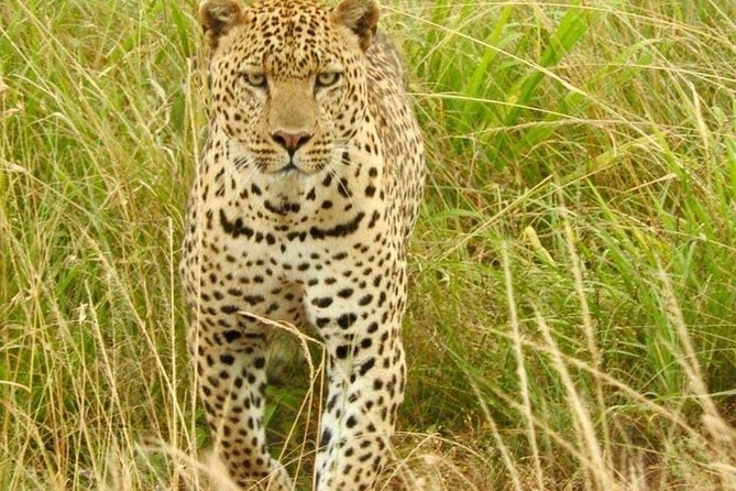 7 Days Maasai Mara National park , Amboseli parks and Nakuru safaris - Day Two in Amboseli: Expect Antelope Plains and Predator Possibilities