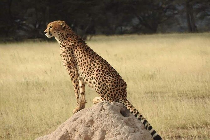 7 Days Maasai Mara National park , Amboseli parks and Nakuru safaris - Lake Nakuru Day: Rift Valley View Stops and Flamingo Time