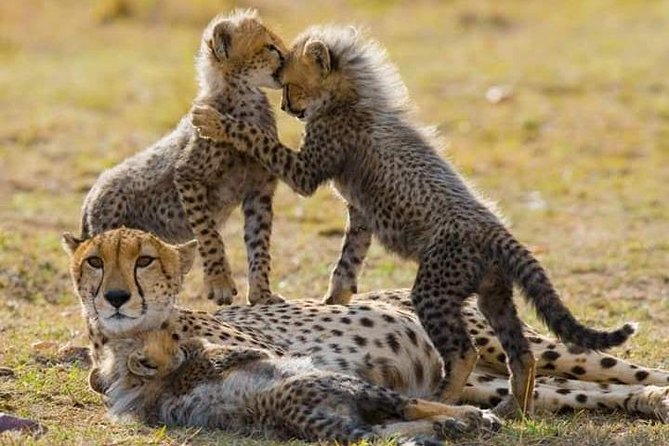 7 Days Maasai Mara National park , Amboseli parks and Nakuru safaris - First Stop: Amboseli, Kilimanjaro Views and Marshland Wildlife
