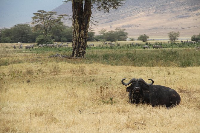 7 Days Mara/L.Naivasha/L.Nakuru/Amboseli - Lake Nakuru National Park: Flamingos, Birdlife, and Scenic Mt. Longonot Views
