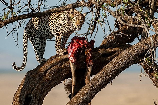 7 Days Mara/L.Naivasha/L.Nakuru/Amboseli - Amboseli National Park: Elephants, Birdlife, and Possible Kilimanjaro Views