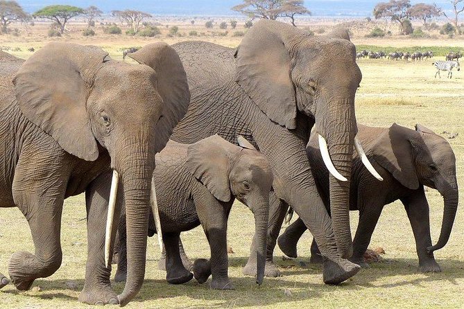 7 Days Mara/L.Naivasha/L.Nakuru/Amboseli - Meals, Camp Rhythm, and How to Pack for This Week