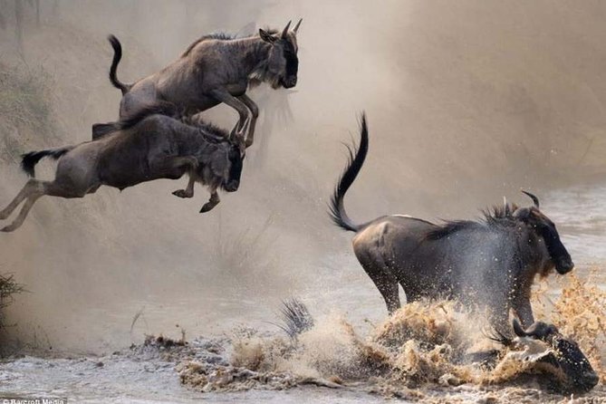7 Days Masai Mara, Lake Naivasha, Nakuru, Amboseli - Lake Nakuru and Hell’s Gate: rhino searching, leopard odds, and flamingo time