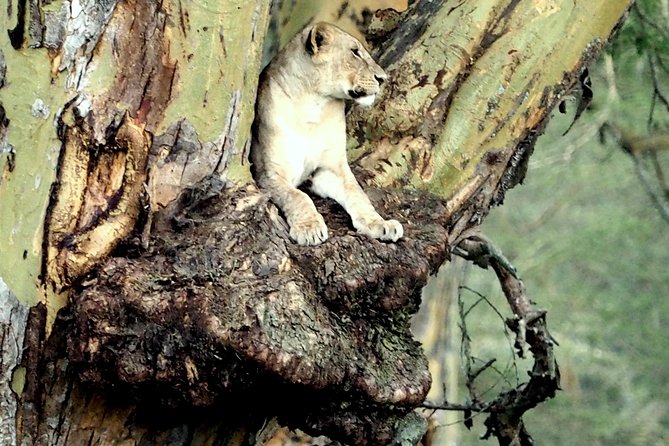 7 Days Masai Mara / Lake Nakuru / Lake Naivasha / Amboseli - Lake Naivasha and Crescent Island: boat ride plus a guided walk