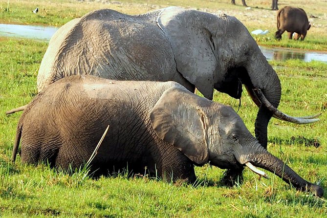 7 Days Masai Mara / Lake Nakuru / Lake Naivasha / Amboseli - Amboseli and Kilimanjaro: elephants, open skies, and your last big morning drive