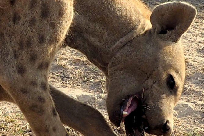 7 Days Masai Mara / Lake Nakuru / Lake Naivasha / Amboseli - Group size, guides, and the feel of the trip
