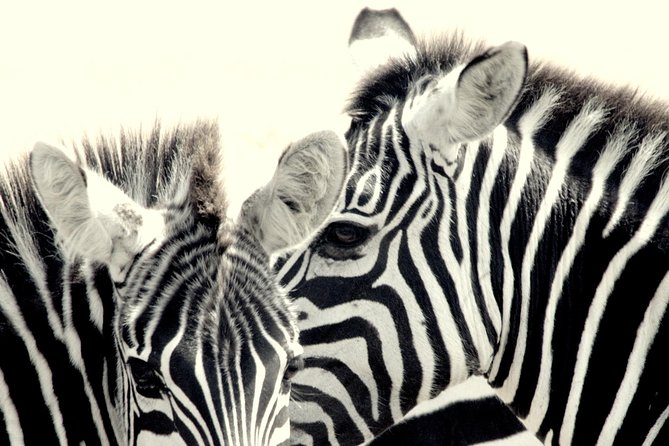 7 Days Masai Mara / Lake Nakuru / Lake Naivasha / Amboseli - Nairobi departure, briefing, and your first Mara impressions