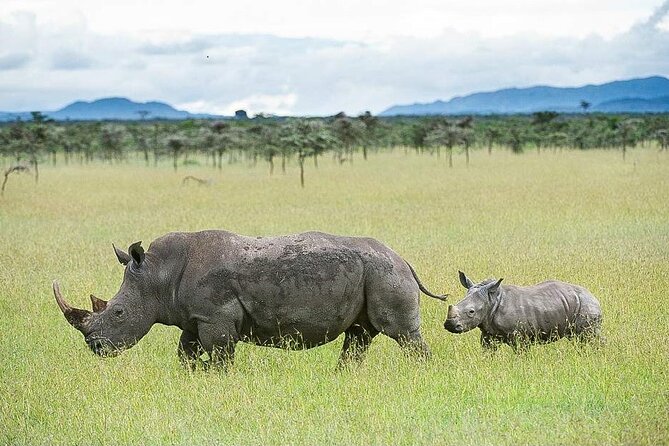 7 Days of Elephants, Rhinos & Big Five: The Best of Kenya Safari - Key takeaways before you go