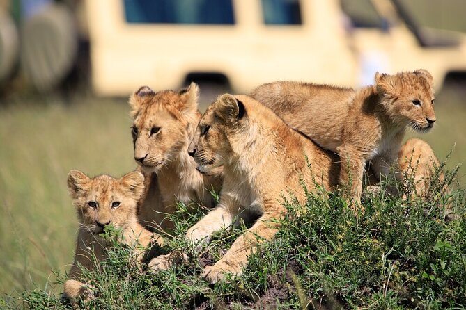 7 Days of Elephants, Rhinos & Big Five: The Best of Kenya Safari - Nairobi to Masai Mara, where your first safari light hits fast