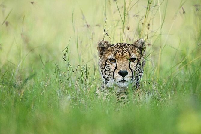 7 Days of Elephants, Rhinos & Big Five: The Best of Kenya Safari - Amboseli elephants and the Kilimanjaro silhouette, plus a full day of marshland viewing