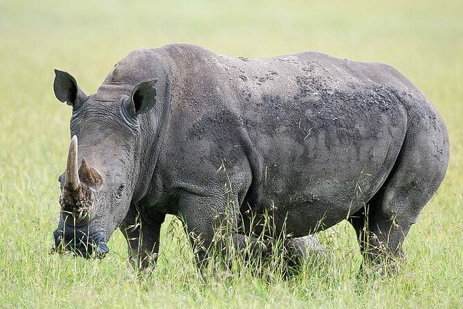 7 Days of Elephants, Rhinos & Big Five: The Best of Kenya Safari - What the “Big Five” promise feels like in real life