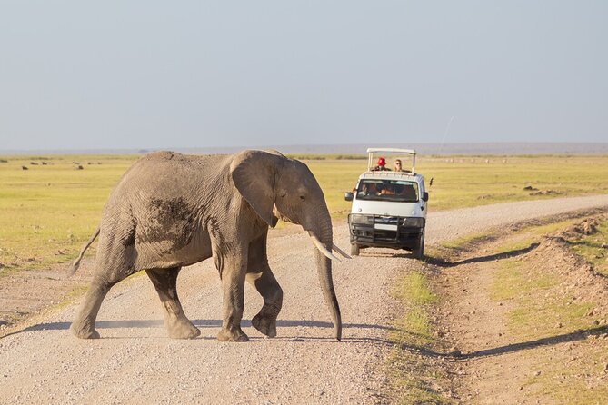 7 Days of Elephants, Rhinos & Big Five: The Best of Kenya Safari - Masai Mara two-day power: Big Cats, elephants, and the picnic under acacia