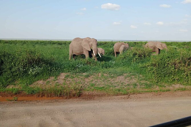 7 Days of Kenyan Wonders: A Mid-Range Safari Adventure - Key highlights you’ll care about before you go