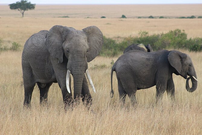 7 Days of Kenyan Wonders: A Mid-Range Safari Adventure - From Nairobi to Amboseli, with elephants and Kilimanjaro lighting the way