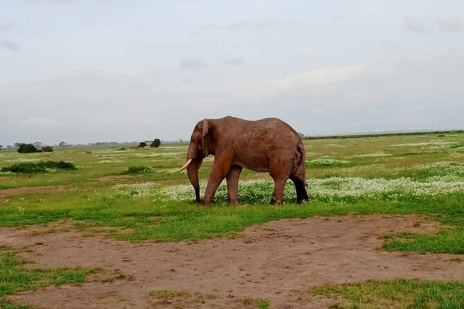 7 Days of Kenyan Wonders: A Mid-Range Safari Adventure - Lake Naivasha by boat, with hippos and flamingos off the same shoreline
