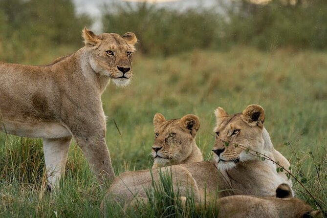 7 Days of Kenyan Wonders: A Mid-Range Safari Adventure - Lake Nakuru to the Masai Mara, then your first Mara game drive