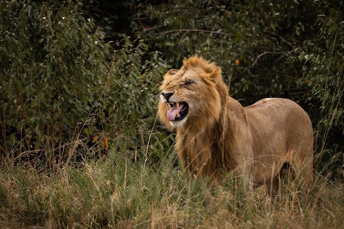 7 Days of Kenyan Wonders: A Mid-Range Safari Adventure - Who should book this 7-day Kenya safari circuit