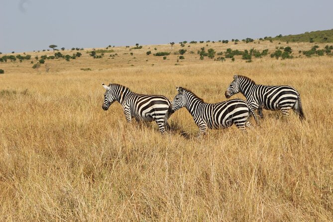 7 Days of Kenyan Wonders: A Mid-Range Safari Adventure - Sunrise game drives in Amboseli, plus a real Maasai village option