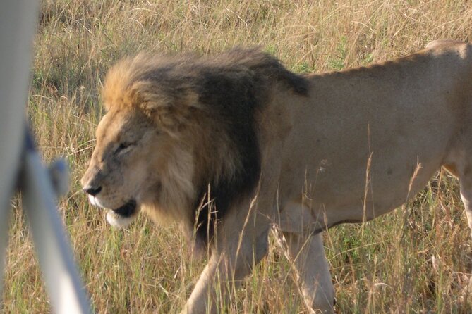7 Days Private 4 star lodges Safari by LandCruiser from Nairobi - The value pitch: 4 parks, 4-star comfort, and a Land Cruiser that actually gets you close