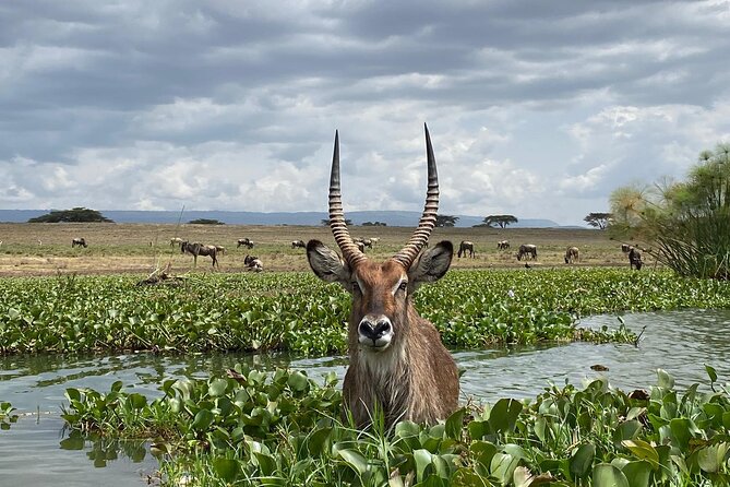 7 Days Private 4 star lodges Safari by LandCruiser from Nairobi - Day 2 in Maasai Mara: Mara River time, Big Five focus, and the migration story