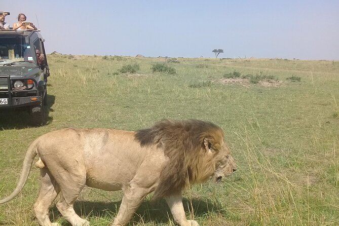 7 Days Private safari to 4 Star lodges using a Jeep - Key safari takeaways before you go