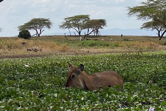 7 Days Private safari to 4 Star lodges using a Jeep - Day 5: Amboseli Arrives with Kilimanjaro Views and an Afternoon Game Drive